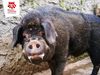 Hausschwein – Tibetschwein „Black Jack“